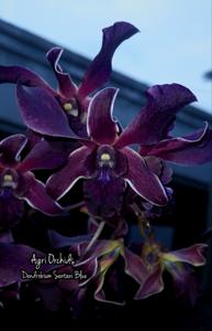 Dendrobium Sentani Blue