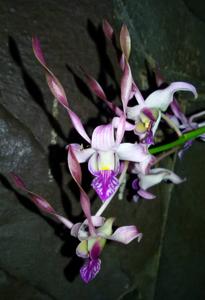 Dendrobium Tretes Moon