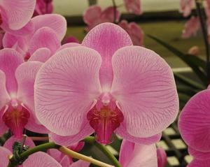 Phalaenopsis Taisuco Lotus