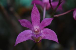 Dendrobium Donovan