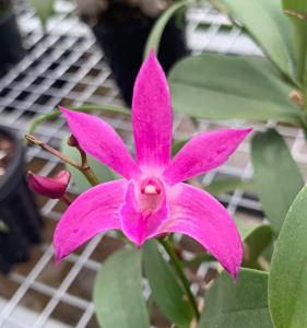 Dendrobium Donovan