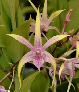 Dendrobium Regal Gillieston