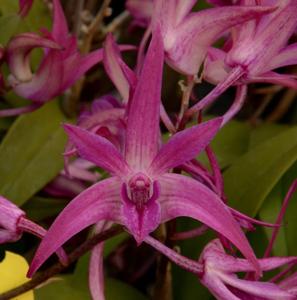 Dendrobium Regal Gillieston