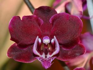 Phalaenopsis Taida Pearl