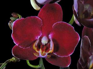 Phalaenopsis Taida Pearl