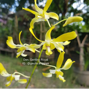 Dendrobium Genting Royal