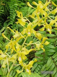 Dendrobium Genting Royal