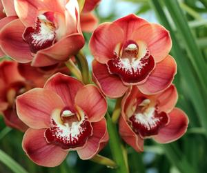 Cymbidium Flaming Pepper