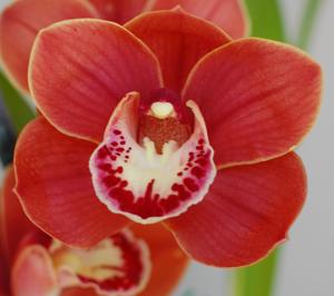 Cymbidium Blazing Rose