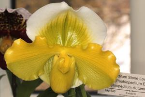 Paphiopedilum Stone Lovely