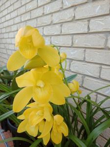 Cymbidium Hawaiian Gold