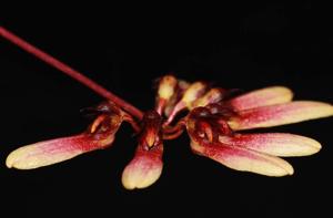 Bulbophyllum Shirley