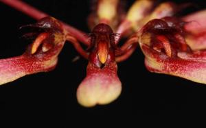 Bulbophyllum Shirley