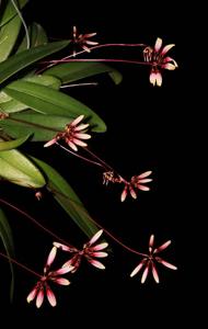 Bulbophyllum Shirley