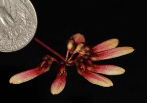 Bulbophyllum Shirley