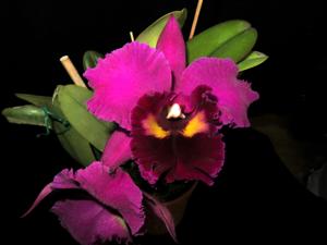 Rhyncholaeliocattleya Shinfong Emperor