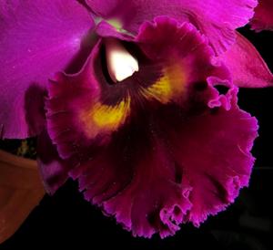 Rhyncholaeliocattleya Shinfong Emperor