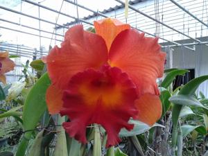 Rhyncholaeliocattleya Shinfong Emperor