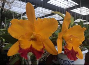 Rhyncholaeliocattleya Shinfong Gold Gem