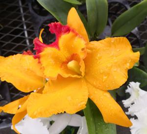 Rhyncholaeliocattleya Shinfong Gold Gem