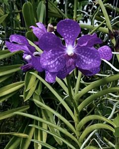 Papilionanda Melanie Coronado