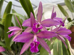 Brassocatanthe Booth Lee