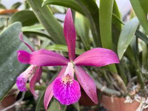 Brassocatanthe Booth Lee