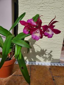 Brassocatanthe Booth Lee