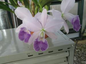 Cattleya Indigo Dawn