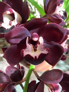 <i>Cymbidium</i> Kiwi Midnight