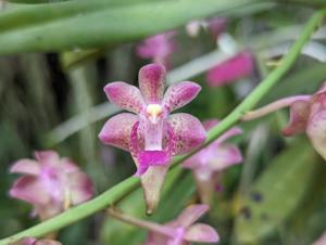 Aeridovanda Mirabeau