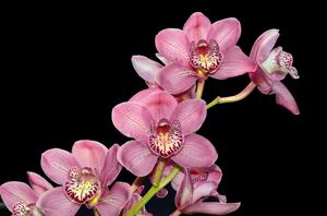 Cymbidium Denise Porter