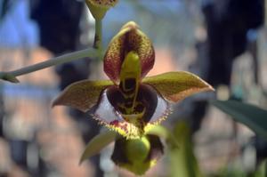 Catasetum Pierre Loti