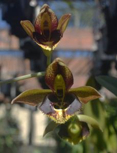 Catasetum Pierre Loti