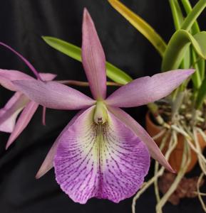 Brassocattleya Wonder Star