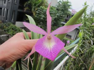 Brassocattleya Wonder Star