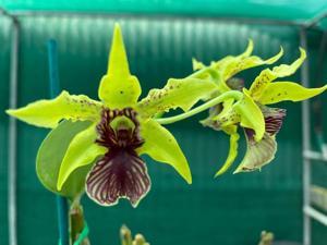 Dendrobium Lemon Lime