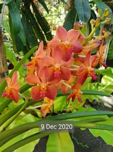 Vanda Fulford's Gold
