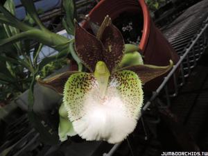 Catasetum Jumbo Babylon