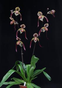 Paphiopedilum Shin-Yi Fireball