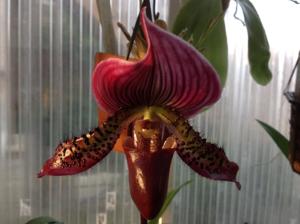 Paphiopedilum Hsinying Web