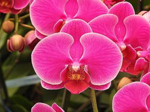 Phalaenopsis Ching Ann Diamond