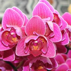 Phalaenopsis Ching Ann Diamond