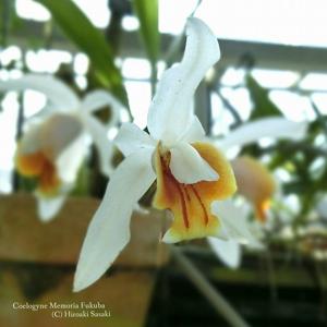 Coelogyne Memoria Fukuba