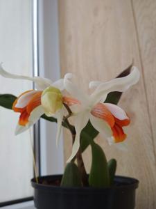 Coelogyne Memoria Fukuba