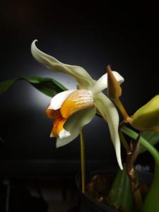 Coelogyne Memoria Fukuba