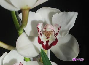 Cymbidium Vanessa Amorosi