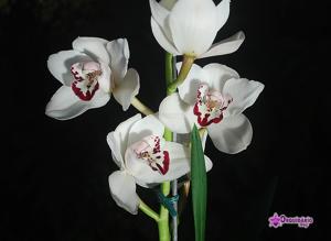 Cymbidium Vanessa Amorosi