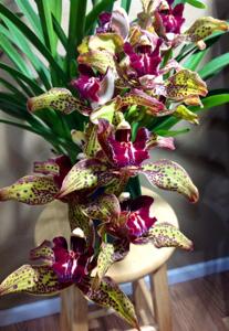 Cymbidium Death Wish