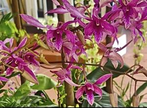 Dendrobium Caesar Red